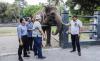 2 Gajah Borobudur Dihibahkan ke Semarang Zoo, Begini Proses Pemindahannya 