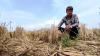 Kekeringan Mulai Terjang Cirebon, Ratusan Hektare Sawah Reta-retak Tak Teraliri Air