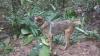Sedih, Anjing yang Bantu Temukan 4 Bocah Korban Kecelakaan Pesawat di Hutan Amazon Hilang