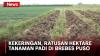 Kekeringan, Ratusan Hektare Tanaman Padi di Brebes Puso dan Terancam Gagal Panen