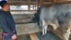 Sapi Brahman Berbobot 940 Kg asal KBB Terpilih sebagai Hewan Kurban Presiden Jokowi