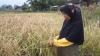 Dilanda Kemarau Panjang, Ratusan Hektare Sawah di Indralayang Garut Kekeringan