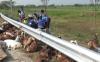 Kecelakaan di Tol Ngawi, Pikap Muat 50 Kambing Terguling, 2 Ekor Mati 