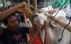 Tambah Imun, Sapi Kurban Diberikan Jamu dan Vitamin - Bagian 1