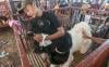 Kontes Kambing Etawa di Klaten Tingkatkan Ekonomi Peternak - Bagian 2