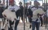 Kontes Kambing Etawa di Klaten Tingkatkan Ekonomi Peternak - Bagian 3