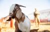 5 Kambing Termahal di Dunia, Nomor 1 dari Pakistan Capai Puluhan Juta