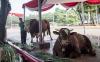 Penampakan 2 Sapi Kurban Seberat 1,2 Ton Milik Jokowi-Ma'ruf Amin 