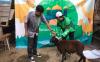 Grab Indonesia Sumbang Sapi Seberat 1 Ton dan Ratusan Kambing - Bagian 3