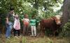 Grab Indonesia Sumbang Sapi Seberat 1 Ton dan Ratusan Kambing - Bagian 1