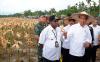 Presiden Jokowi Pakai Topi Petani Panen Jagung di Papua