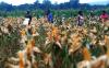 Senyum Semringah Petani Papua Panen Jagung Perdana di Food Estate - Bagian 3