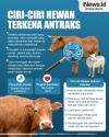 Infografis Ciri-ciri Hewan Terkena Antraks