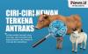 Infografis Ciri-ciri Hewan Terkena Antraks