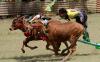 Adu Cepat Karapan Sapi Merah Budaya Madura - Bagian 1