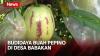 Dianggap Bisa Obati Kanker, Warga Desa Babakan Budidaya Buah Pepino