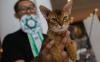 Perilaku Menggemaskan Kucing-Kucing saat Kontes di Alam Sutera