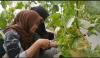 Mengunjungi Kebun Melon di Tegal, Wisata Edukasi Cocok untuk Liburan Bersama Keluarga