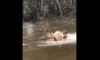 Polisi di Tarakan Berenang Seberangi Sungai Gagalkan Peredaran Sabu 10 Kg dari Malaysia