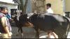 Cegah Penyebaran Antraks, Banjarnegara Perketat Lalu Lintas Sapi dari Luar Daerah