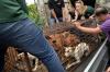Bule-Bule Selamatkan 21 Anjing dari Rumah Potong Hewan di Tomohon - Bagian 1