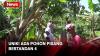 Pohon Pisang Bertandan 4 di Lumajang Hebohkan Warga