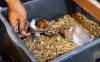 Peternak Asal Pontianak Raup Untung dari Jual Hamster ke Malaysia