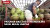 Sempat Langka, Pasokan Gas 3 Kg di Mandailing Natal Mulai Lancar
