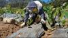 Antisipasi Kerusakan Tanaman Kentang Dampak Embun Es, Petani Dieng Pasang Plastik di Lahan
