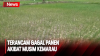  Petani Padi Tadah Hujan di Jambi Terancam Gagal Panen Akibat Musim Kemarau