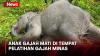 Anak Gajah Berusia 3 Tahun Mati di Tempat Pelatihan Gajah Minas Riau