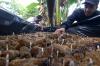 Budi Daya Jamur Janggel di Banyuwangi, Petani Jual Rp25.000 per Kg - Bagian 2