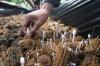 Budi Daya Jamur Janggel di Banyuwangi, Petani Jual Rp25.000 per Kg
