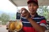 Viral Durian Duri Hitam di Media Sosial, Rasanya Manis Harga Rp2 Jutaan per Buah