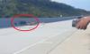 Viral Anjing Pemburu Masuk Tol Pekanbaru Kejar Babi Hutan, Arus Kendaraan Terganggu
