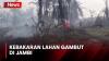 Kebakaran Lahan Gambut di Jambi Semakin Meluas, Tim Gabungan Dikerahkan