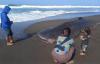 Hiu Tutul Mati Terdampar di Pantai Pagak Purworejo
