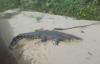 Pesisir Selatan Gempar, Buaya Raksasa Sepanjang 7 Meter Berjemur di Sungai Silaut