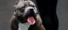 Serang Anak Kecil, Anjing Jenis American Bully Dilarang di Inggris