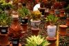Kontes Tanaman Hias Nasional Aglaonema Nusantara - Bagian 1
