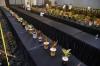 Kontes Tanaman Hias Nasional Aglaonema Nusantara - Bagian 2