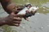 Keahlian Warga Ciamis Tangkap Ikan di Sungai Citanduy dengan Tangan Kosong - Bagian 2