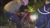 2 Orang Utan Berkeliaran di Kebun Sawit Warga, BKSDA Kalteng Turun Tangan