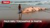 Paus Biru Terdampar di Pantai Bagedur, Aroma Tak Sedap Ganggu Wisatawan
