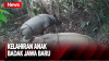 Terekam Kamera Pengawas, Seekor Anak Badak Jawa Jadi Penghuni Baru TN Ujung Kulon