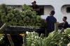 Indonesia Punya 300 Jenis Pisang Lokal - Bagian 1