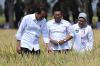 Presiden Jokowi Tinjau Petani Panen Padi di Indramayu - Bagian 2