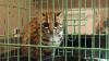 Kucing Hutan Langka Masuk Permukiman di Palangka Raya, Diduga akibat Karhutla