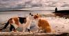Kampung Unik di Sulawesi Barat, Punya Pulau Kecil Suasananya seperti di Jepang Dihuni Kucing Liar 
