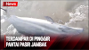 Warga Padang Dikagetkan Lumba-Lumba Terdampar di Pinggir Pantai Pasir Jambak